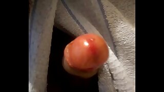 Indian pink cock head